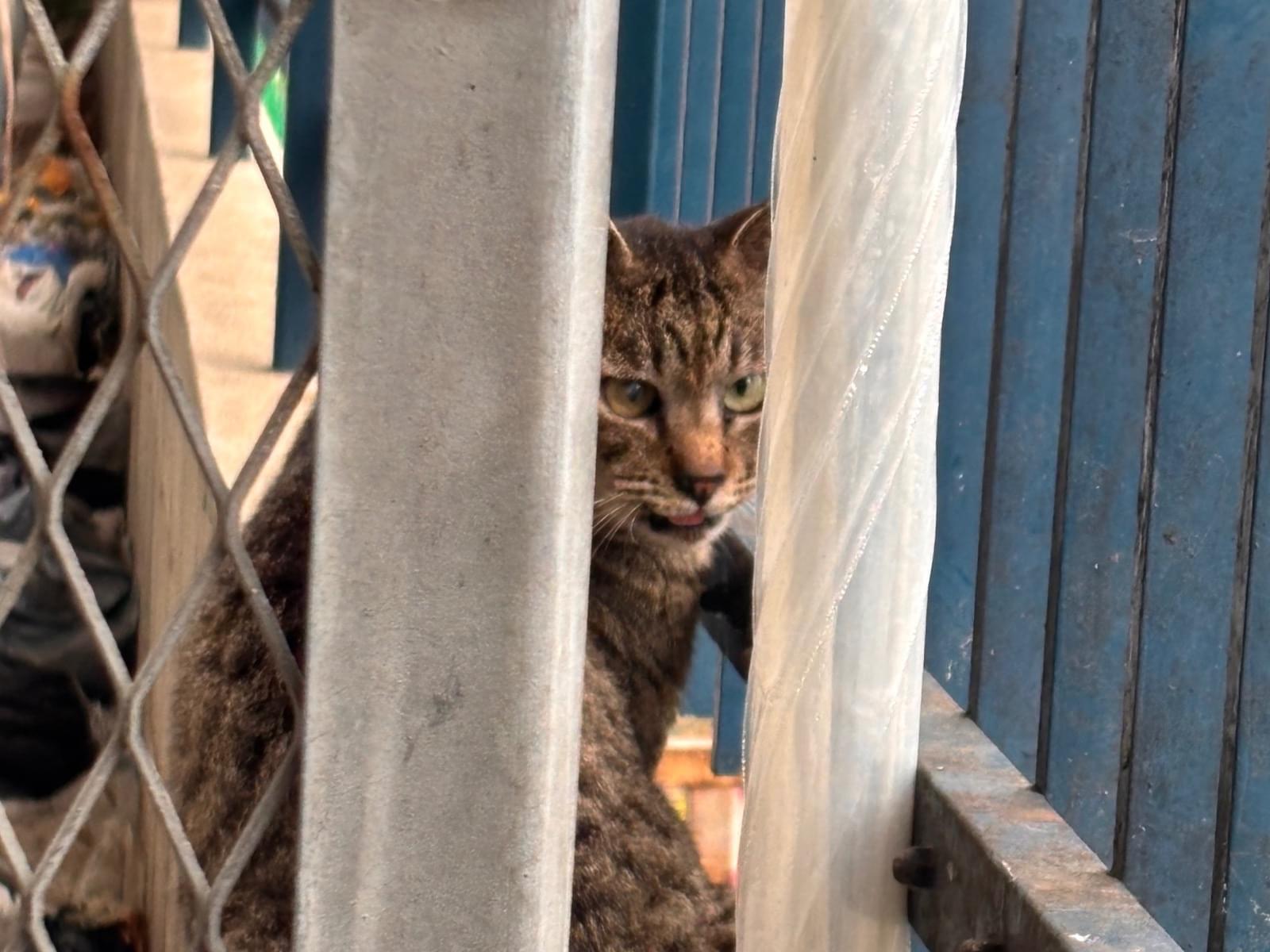 目撃された猫 目撃された猫