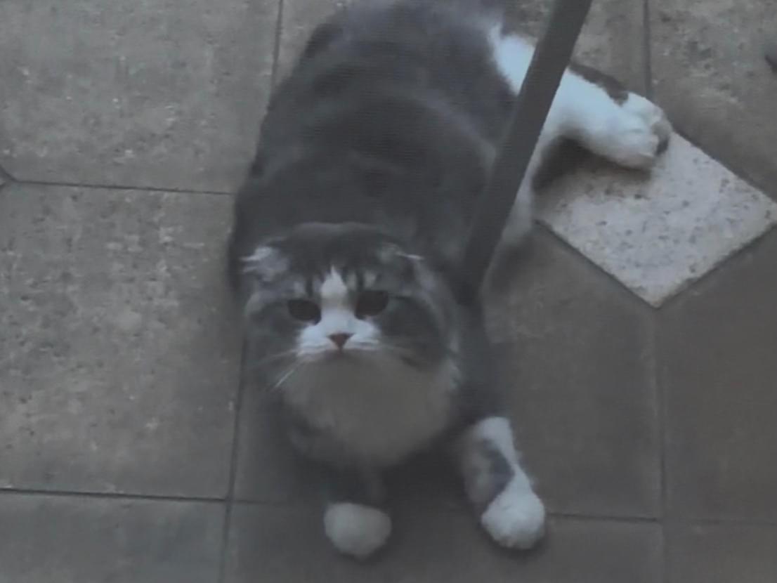 目撃された猫