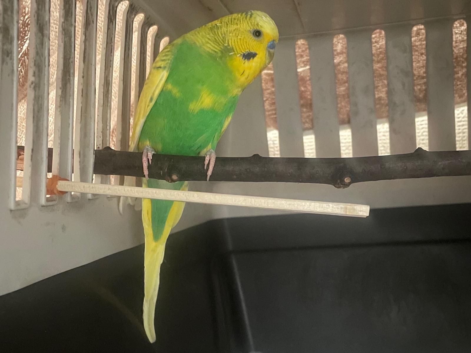 保護された鳥 保護された鳥