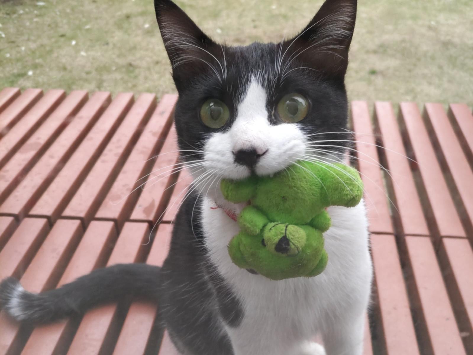 サクラちゃん サクラちゃん