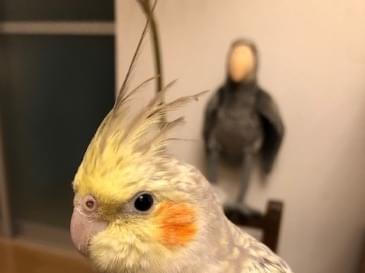 ランプちゃん ランプちゃん