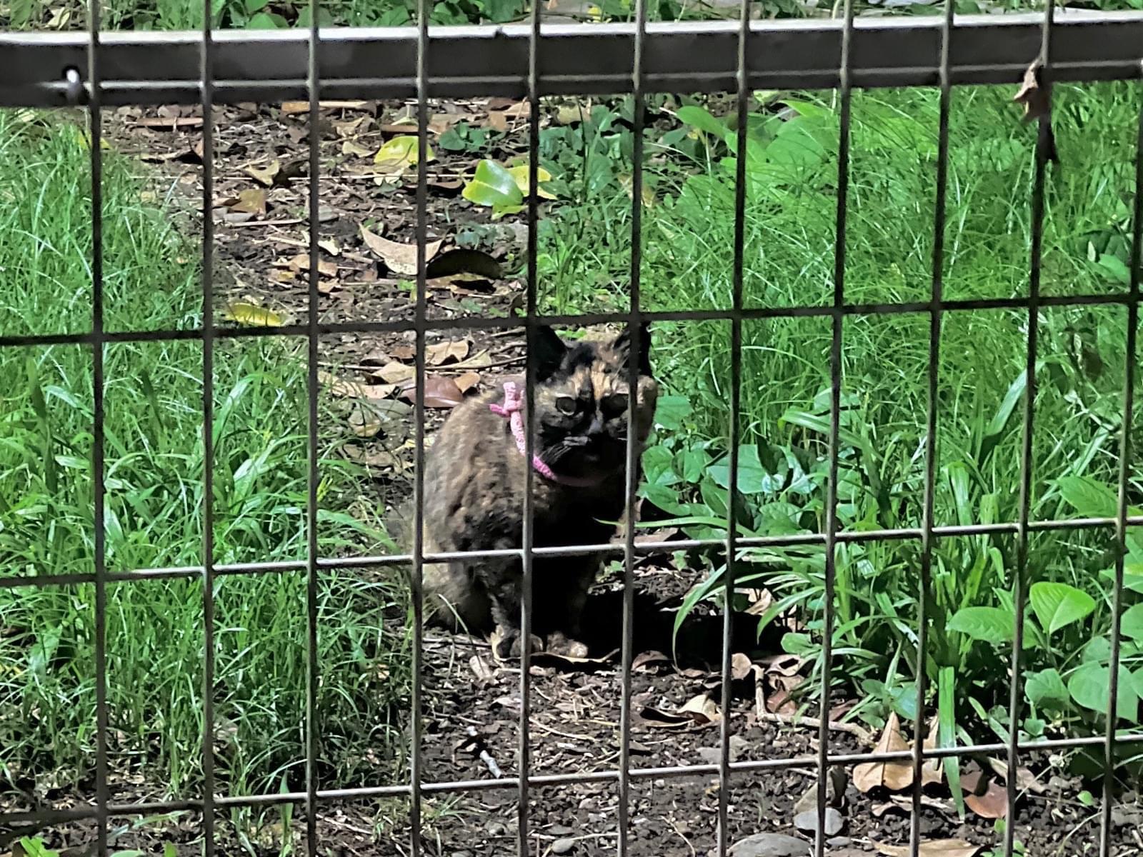 目撃された猫 目撃された猫