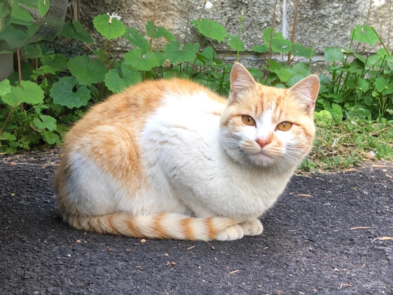 保護された猫 保護された猫