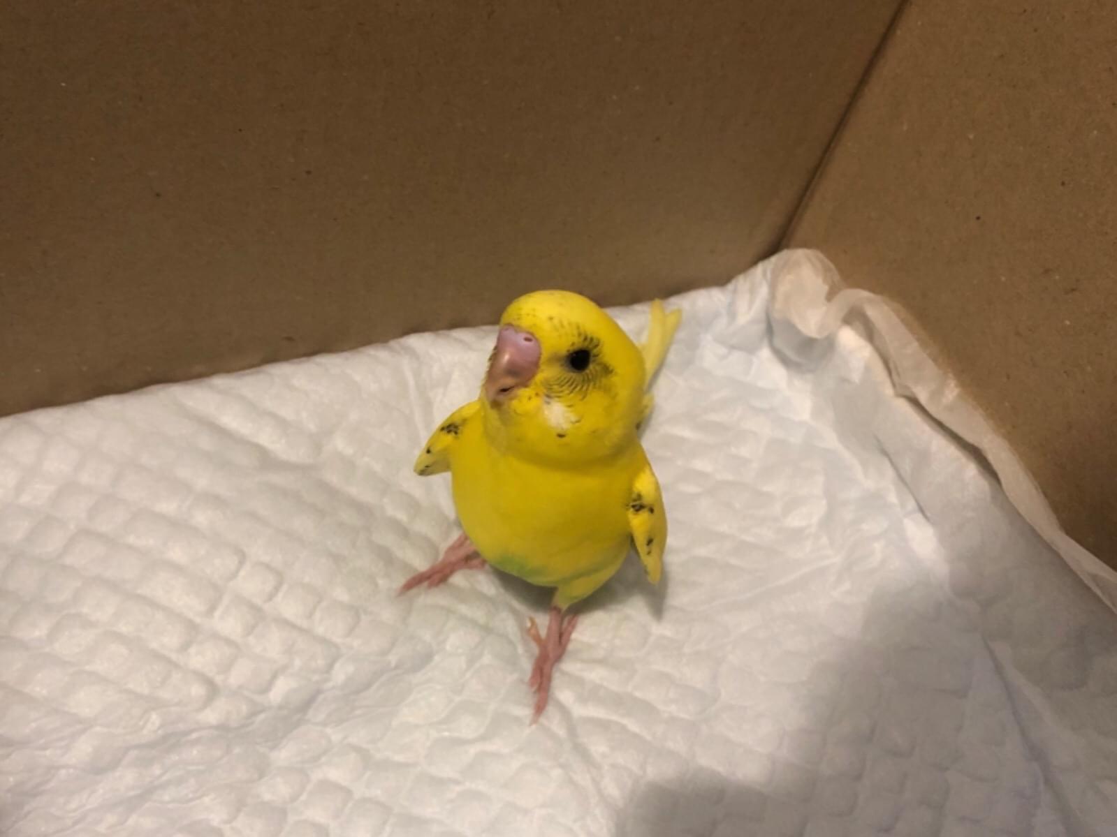 保護された鳥 保護された鳥