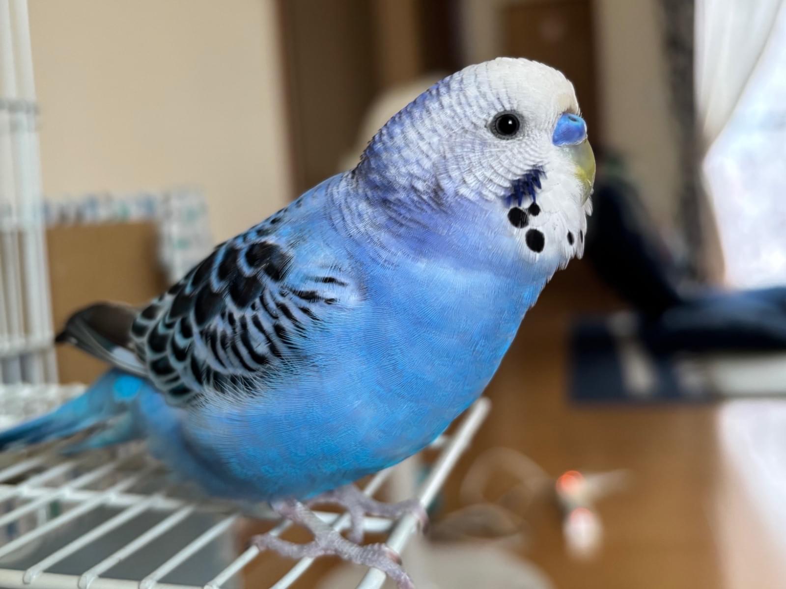 ふーちゃん