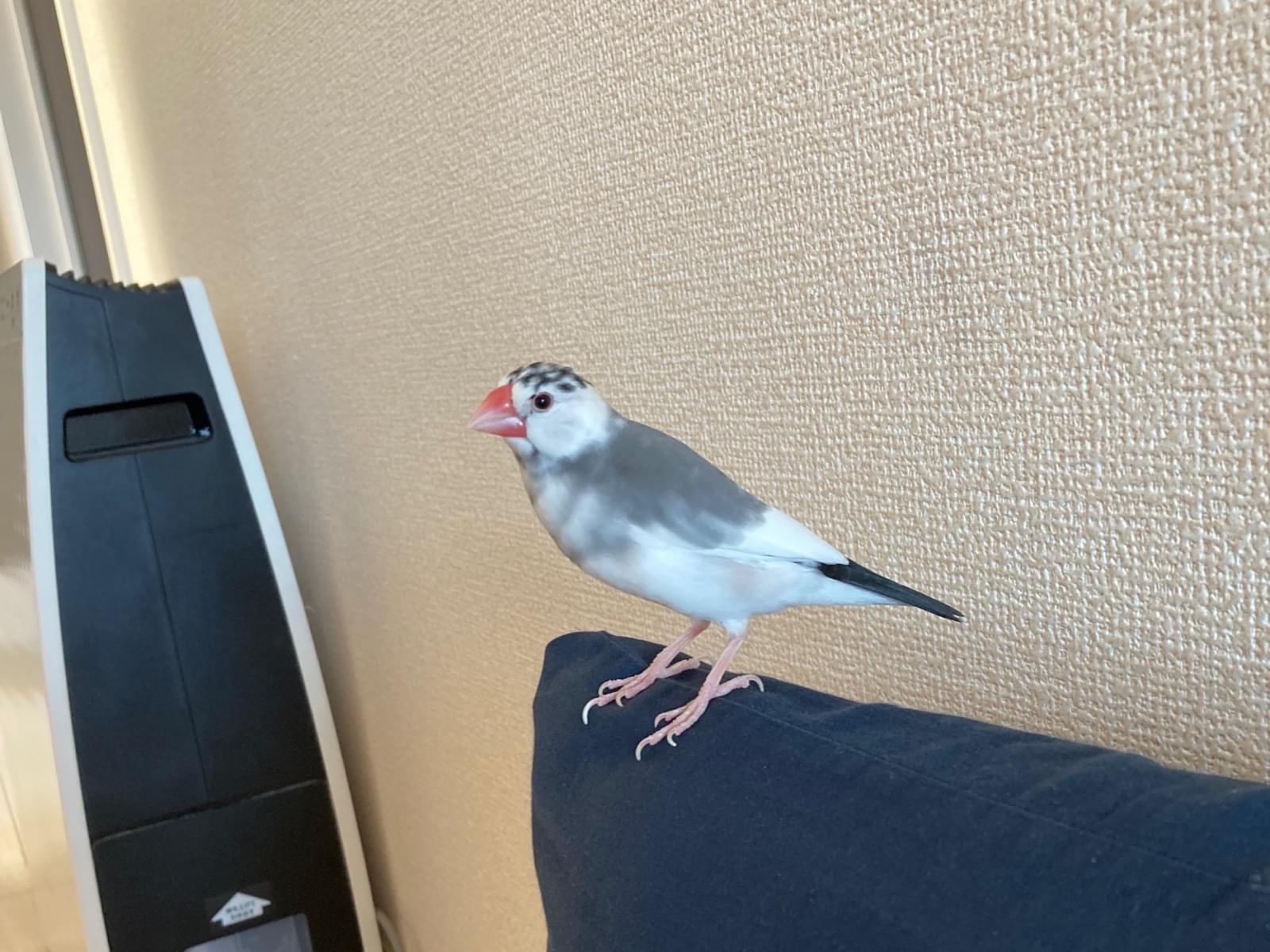 ぶんたまちゃん ぶんたまちゃん