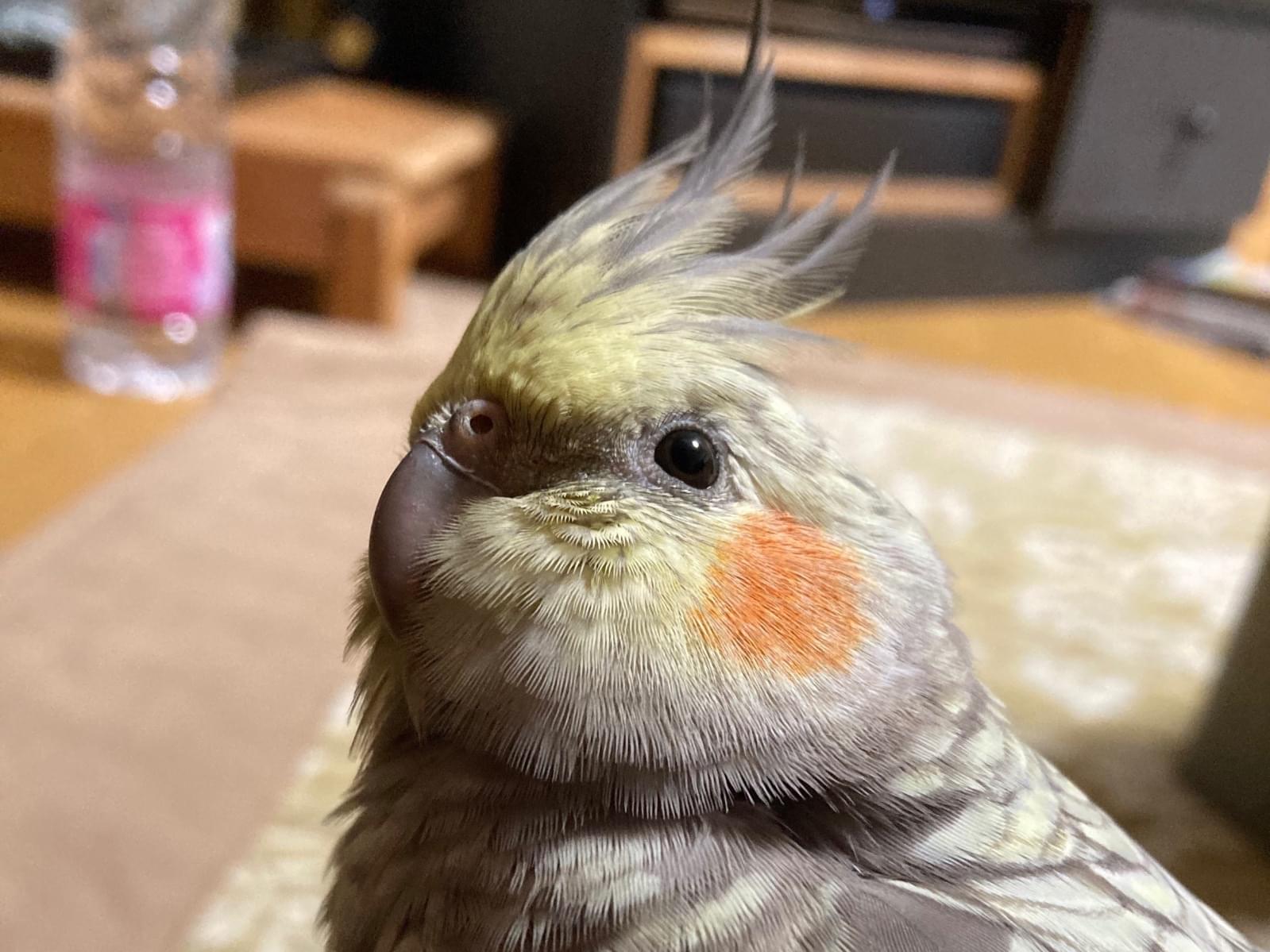 ビビちゃん ビビちゃん