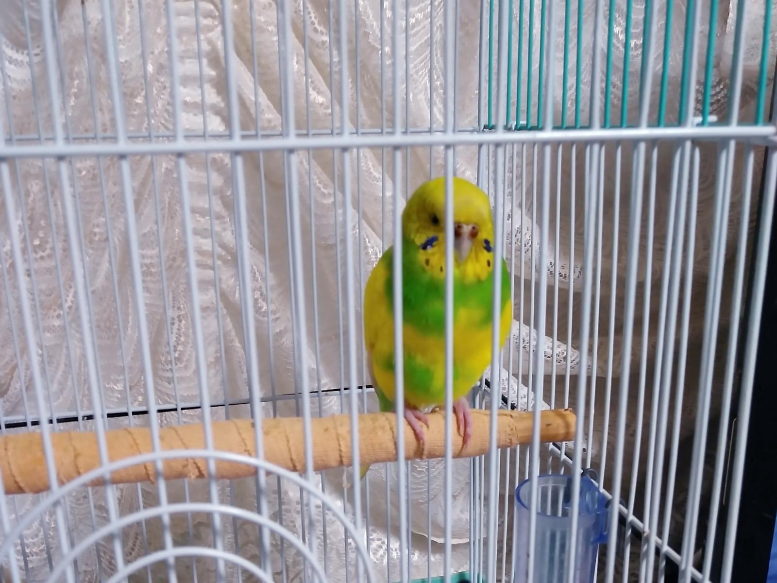 保護された鳥 保護された鳥