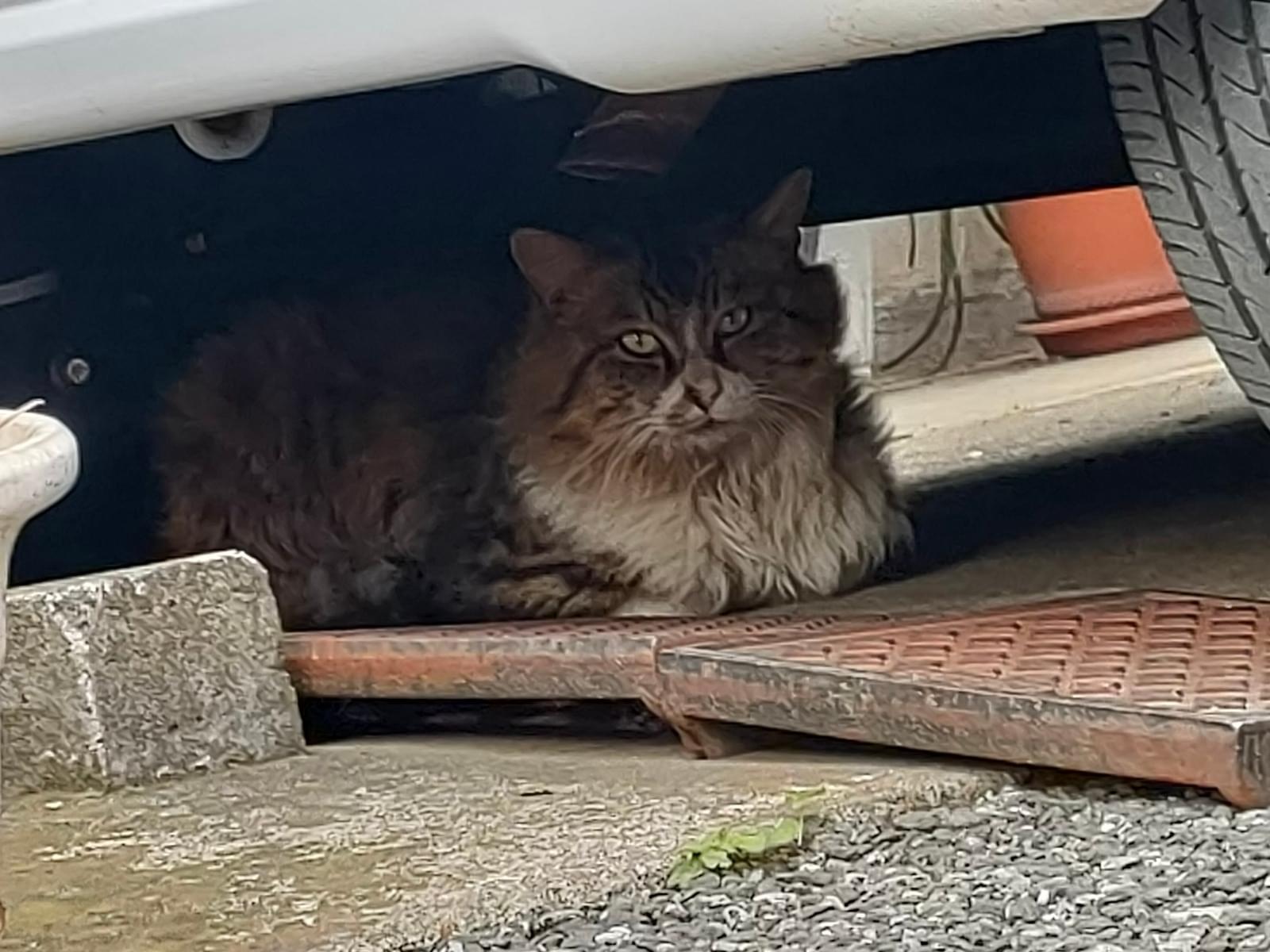 目撃された猫 目撃された猫