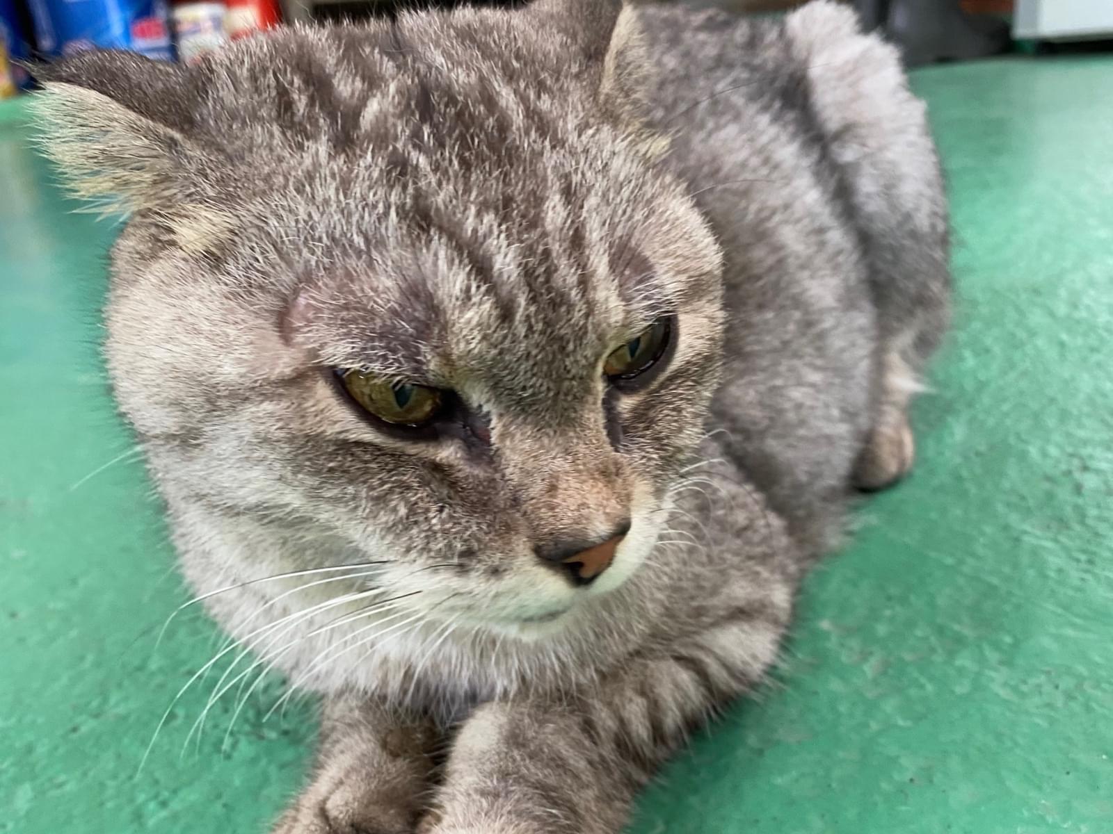 保護された猫 保護された猫