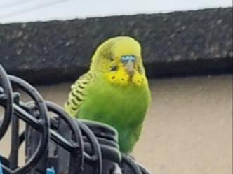 目撃された鳥 目撃された鳥