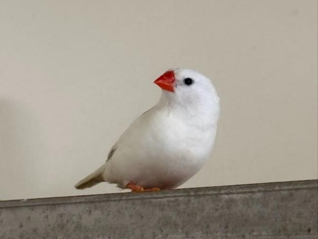 保護された鳥