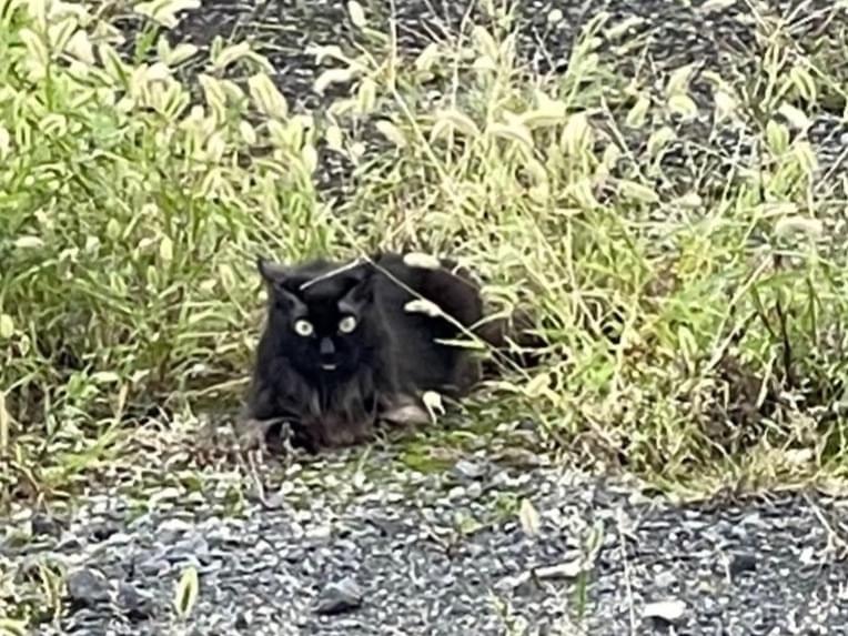 目撃された猫 目撃された猫