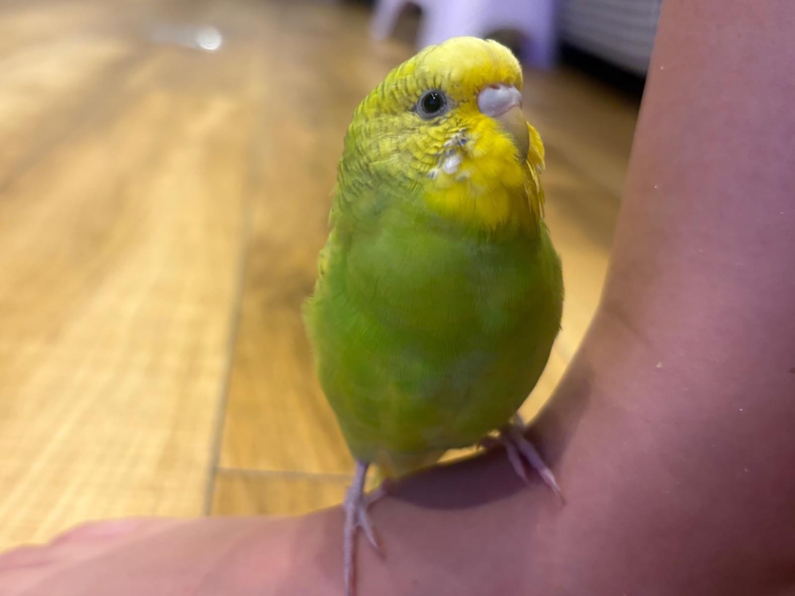 るるちゃん るるちゃん