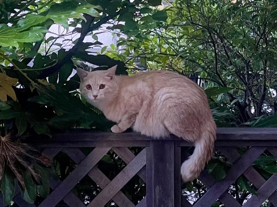 目撃された猫 目撃された猫