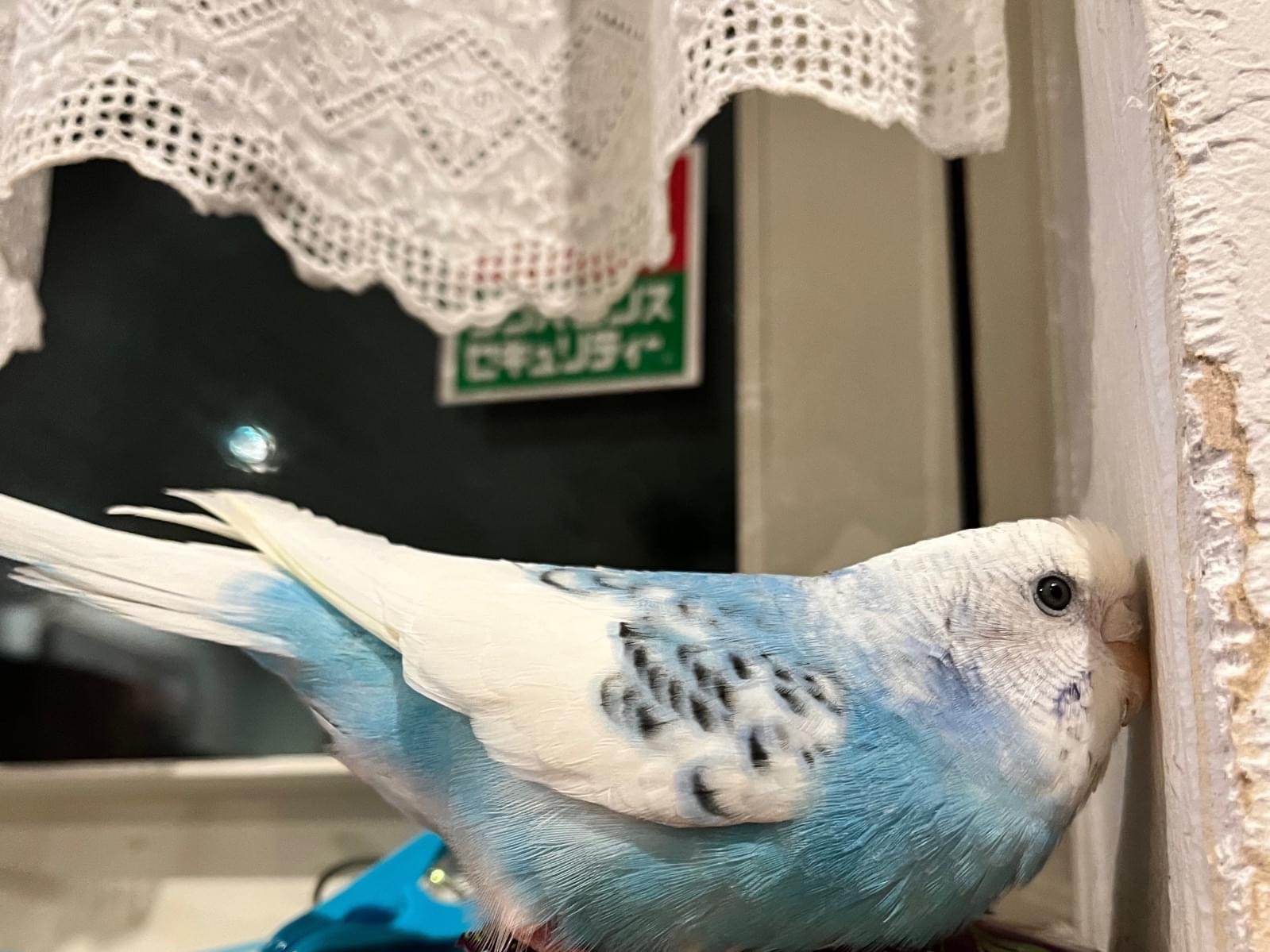 ラムネちゃん ラムネちゃん