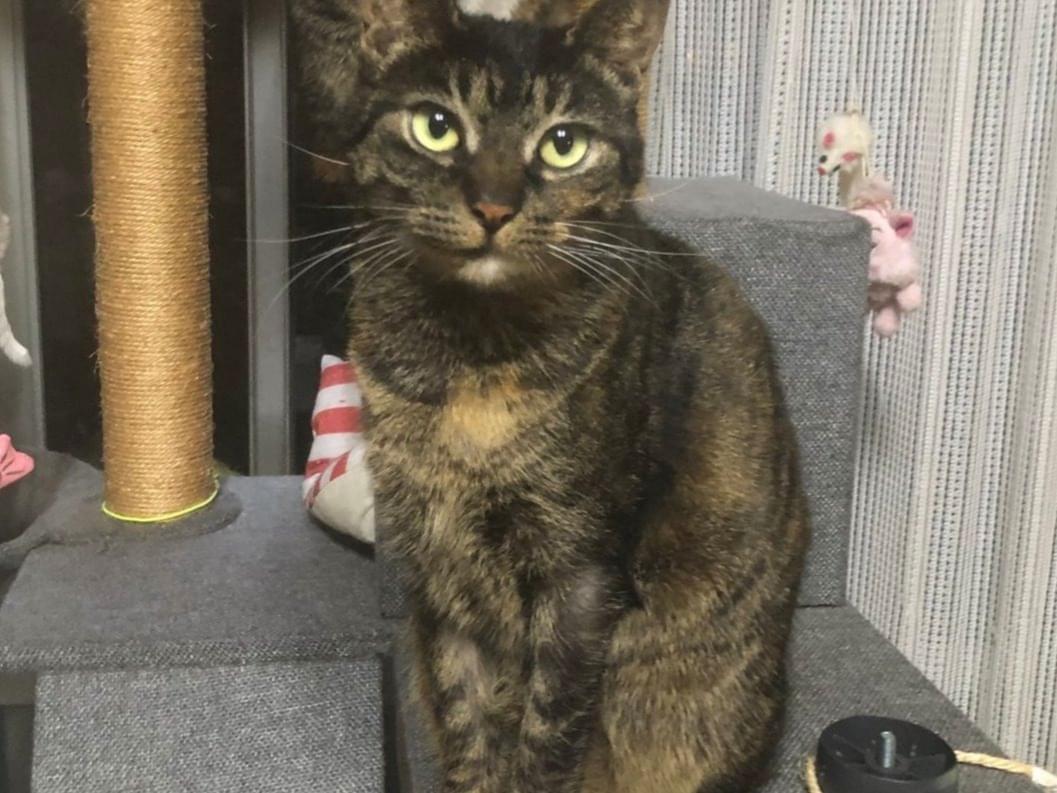 まことちゃん まことちゃん