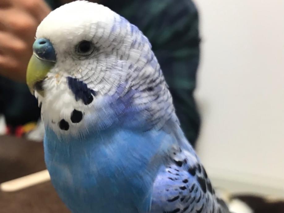 ぴよ吉ちゃん ぴよ吉ちゃん