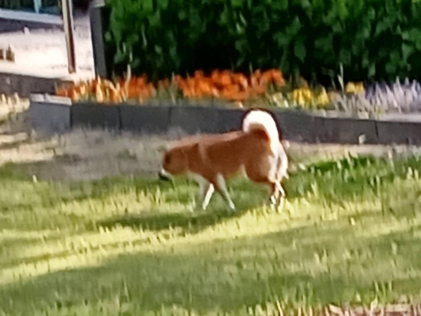 目撃された犬 目撃された犬