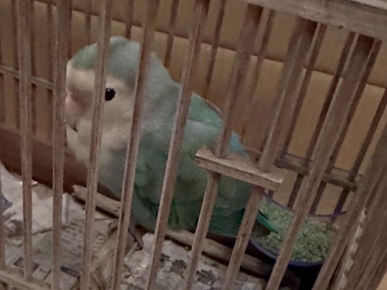 保護された鳥 保護された鳥