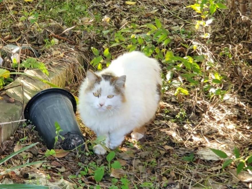 目撃された猫 目撃された猫