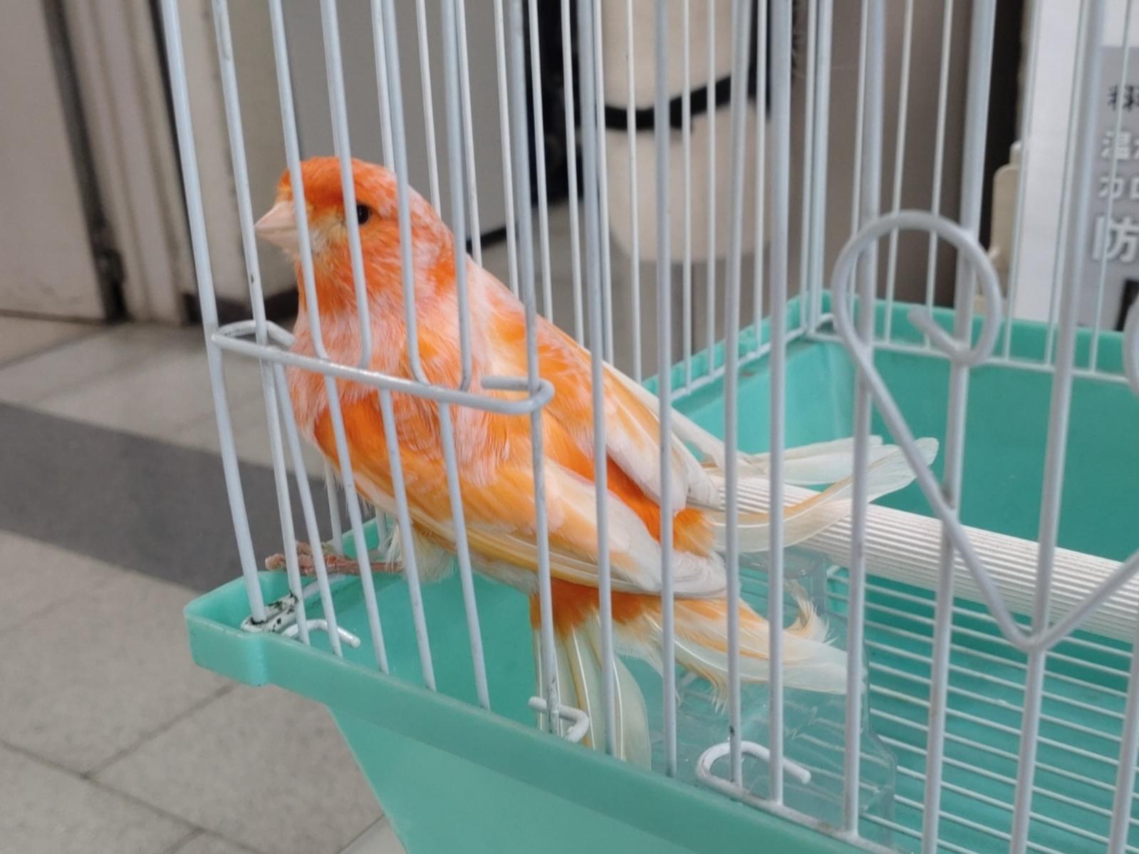 保護された鳥 保護された鳥
