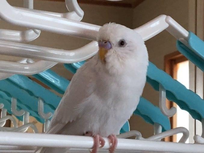いなりちゃん いなりちゃん