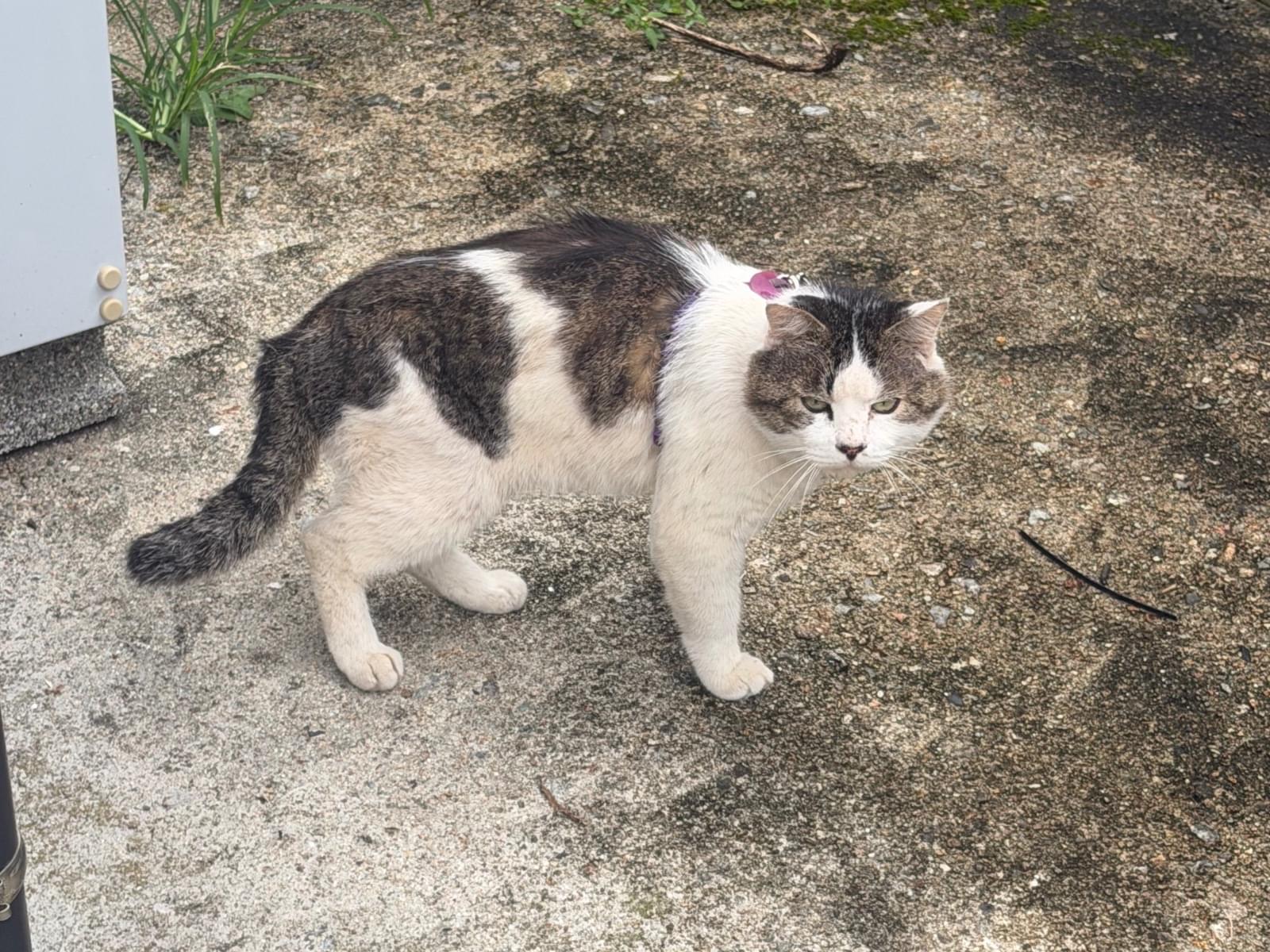 目撃された猫 目撃された猫