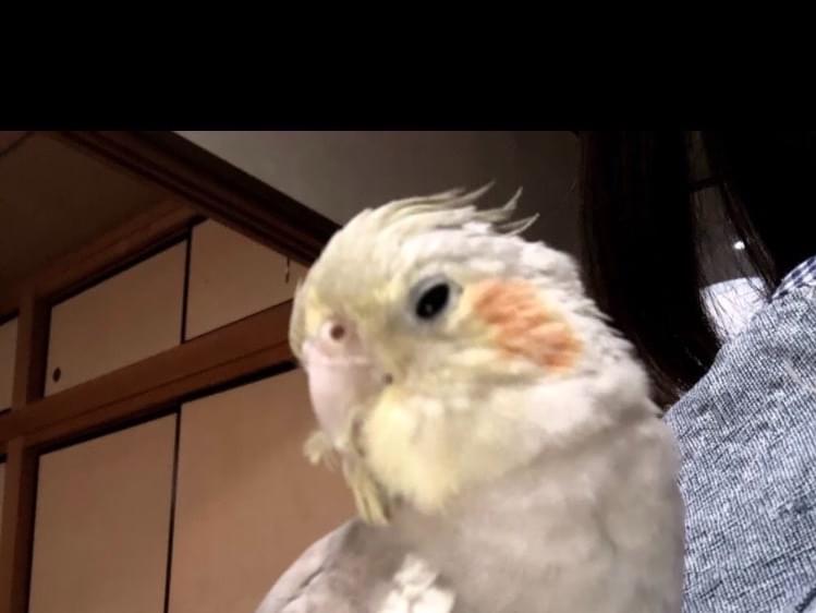 ピーチちゃん ピーチちゃん
