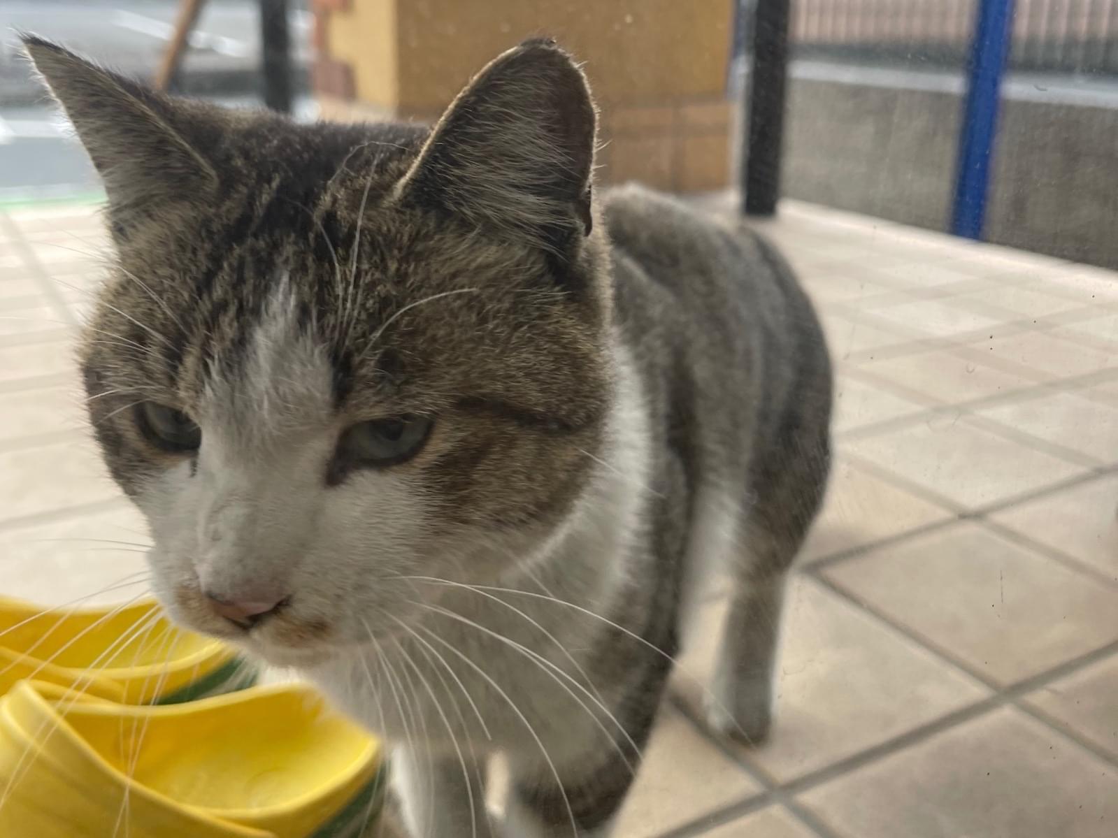 目撃された猫 目撃された猫