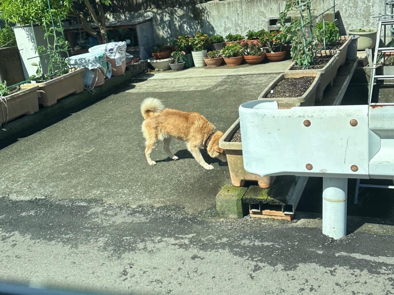 目撃された犬