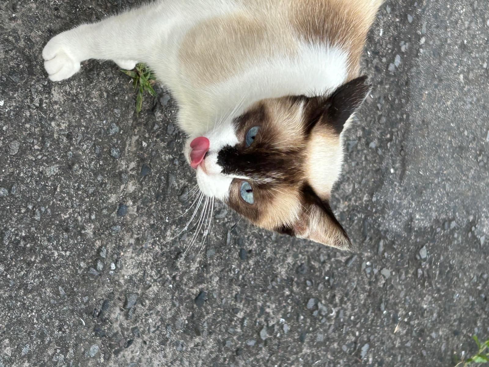 目撃された猫