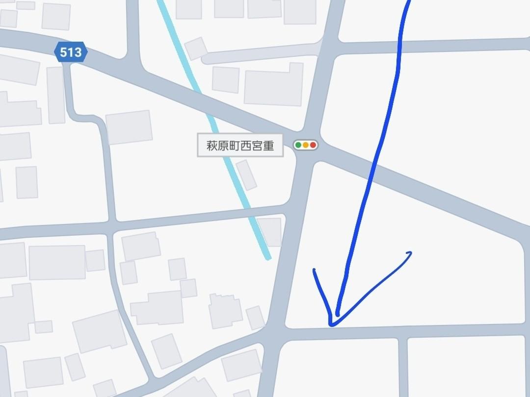 目撃された猫 目撃された猫