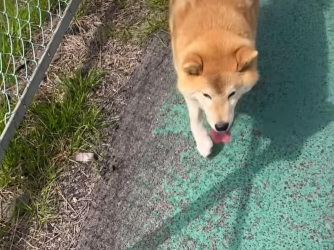 目撃された犬 目撃された犬