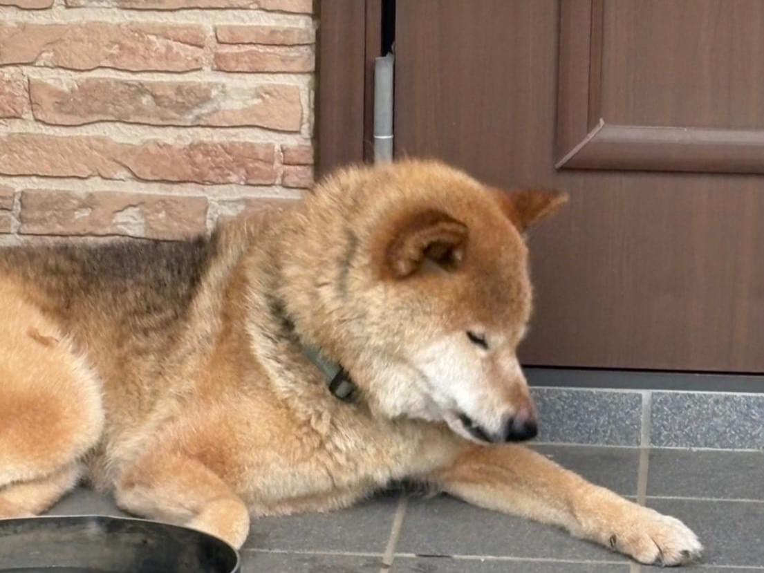 目撃された犬