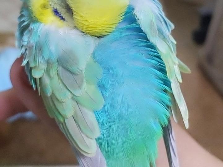 保護された鳥