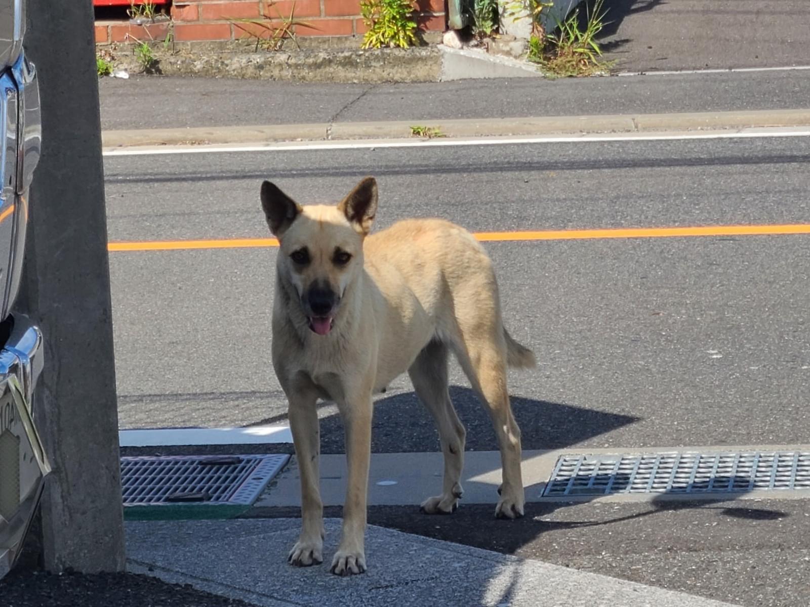 目撃された犬 目撃された犬