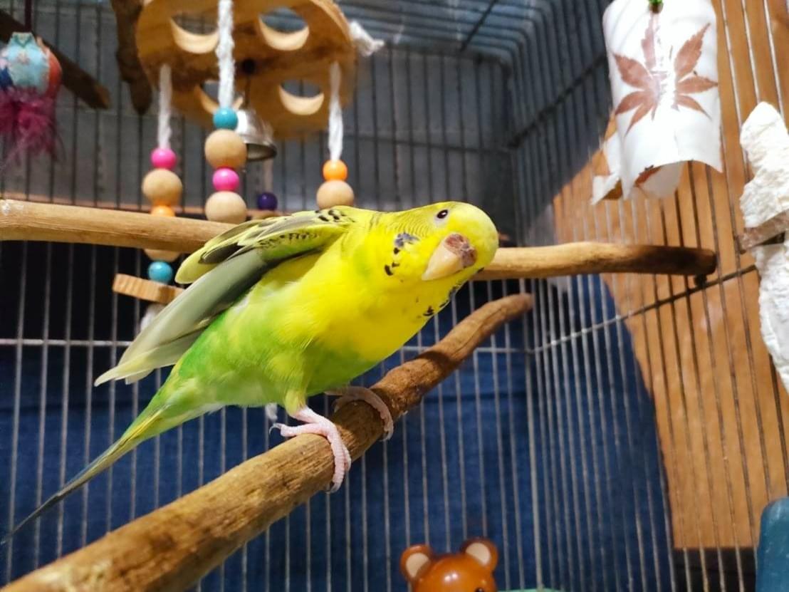インコちゃん インコちゃん
