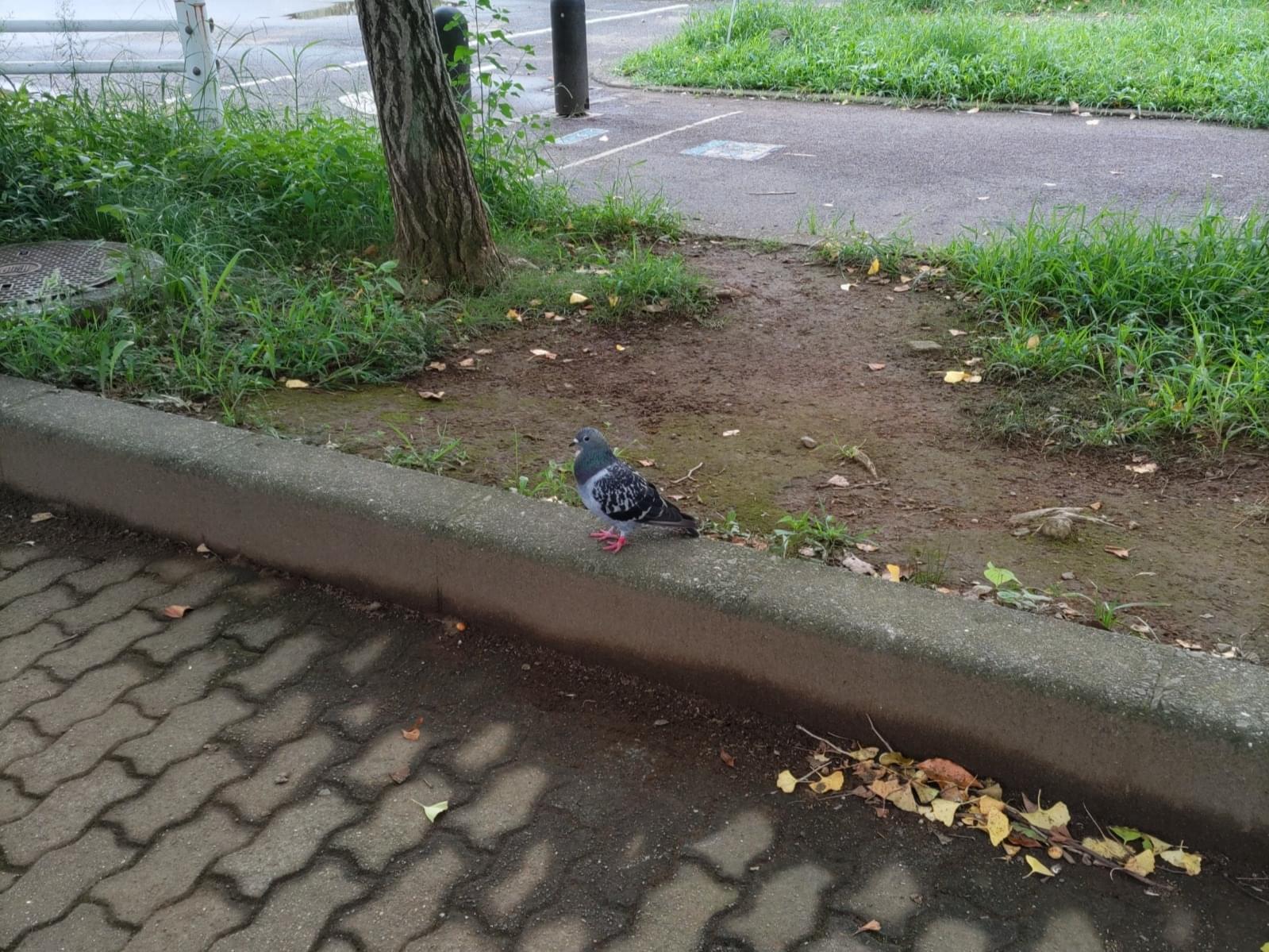 目撃された鳥