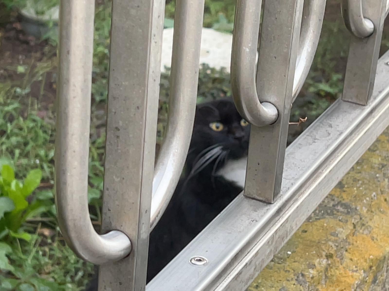 目撃された猫 目撃された猫