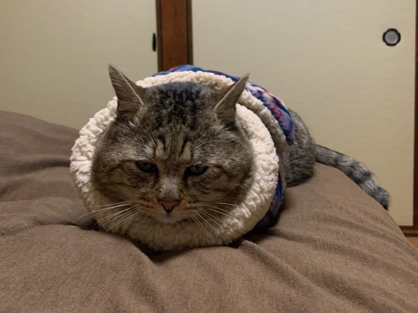 トラジ君ちゃん トラジ君ちゃん