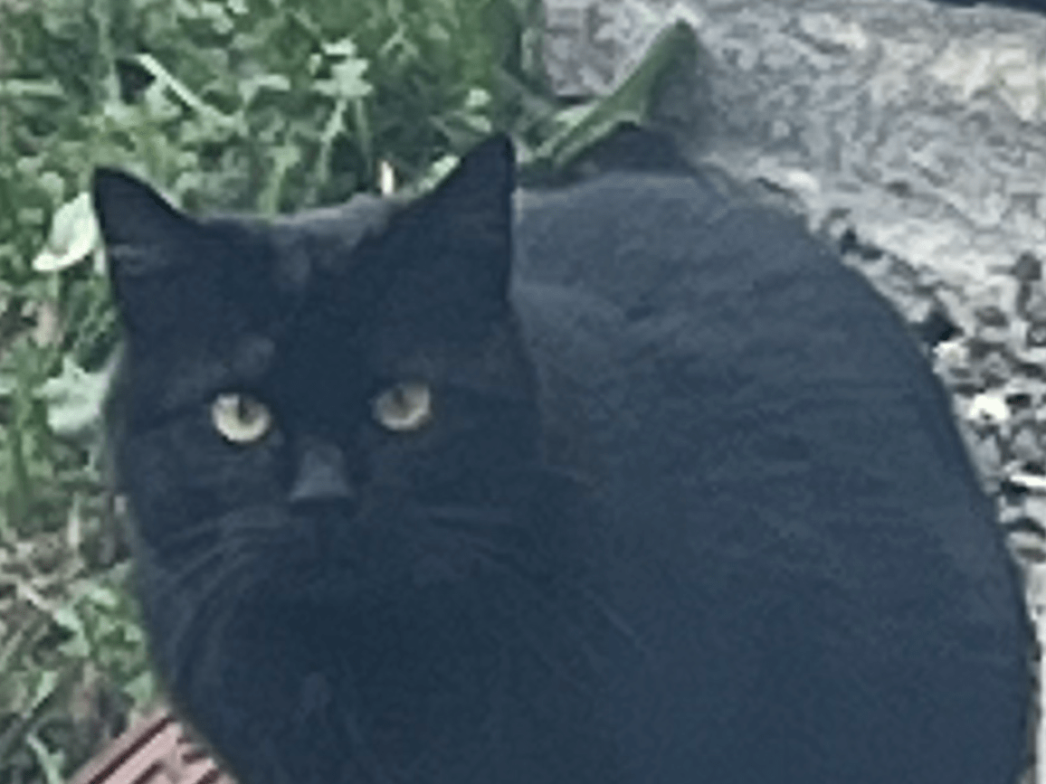 目撃された猫 目撃された猫