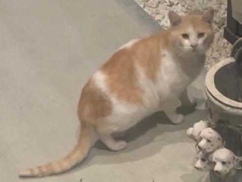 目撃された猫