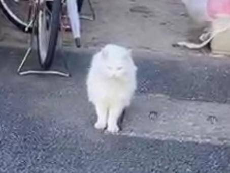 目撃された猫 目撃された猫