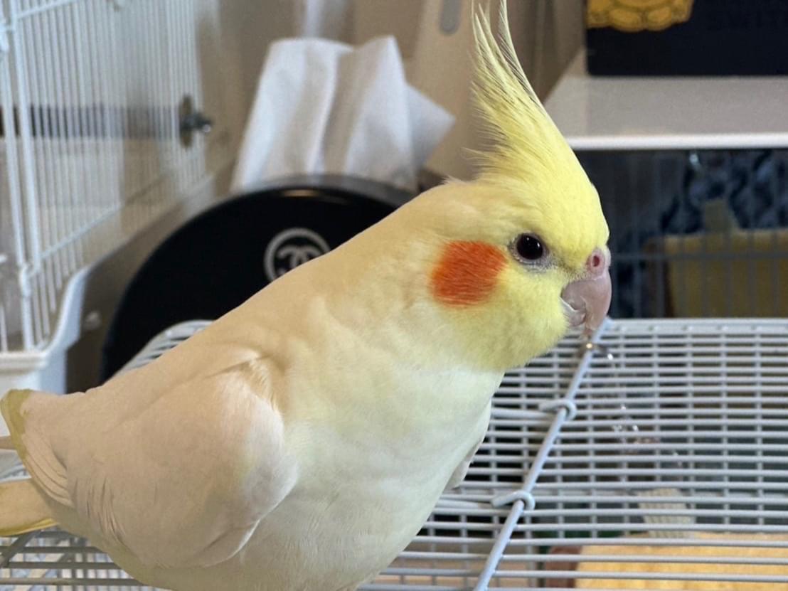ちょこばったけっけちゃん ちょこちゃん ちょこばったけっけちゃん ちょこちゃん