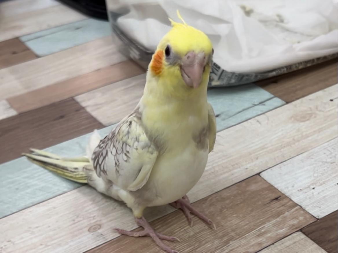 しなもんちゃん しなもんちゃん