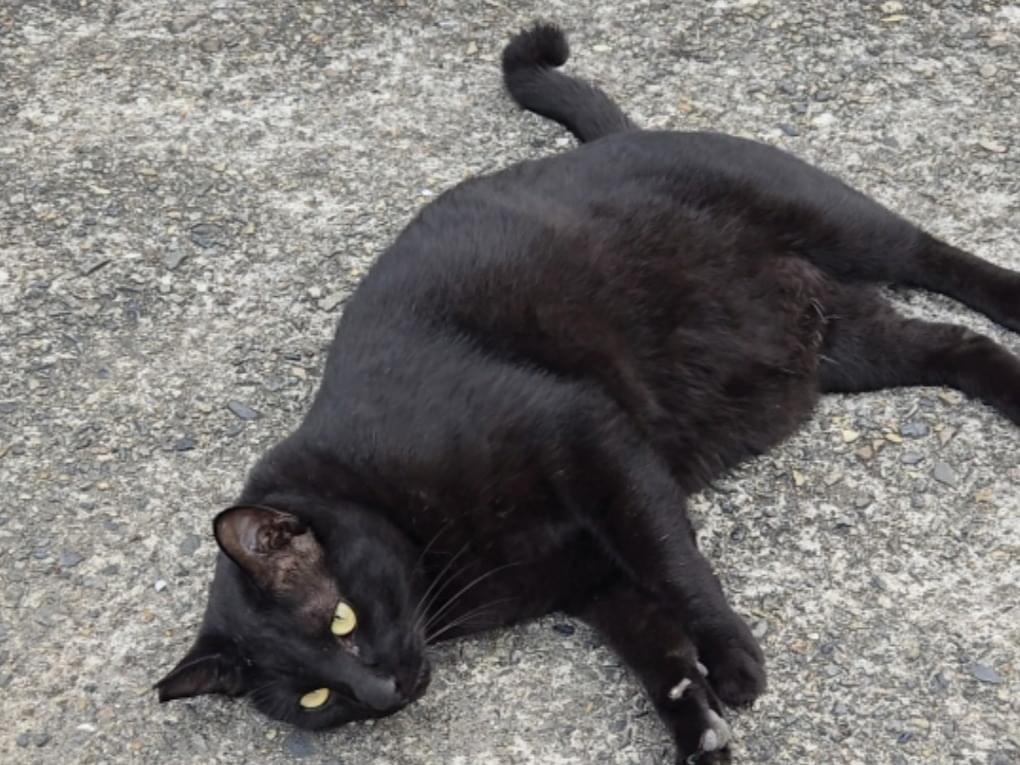 ブラッキーちゃん
