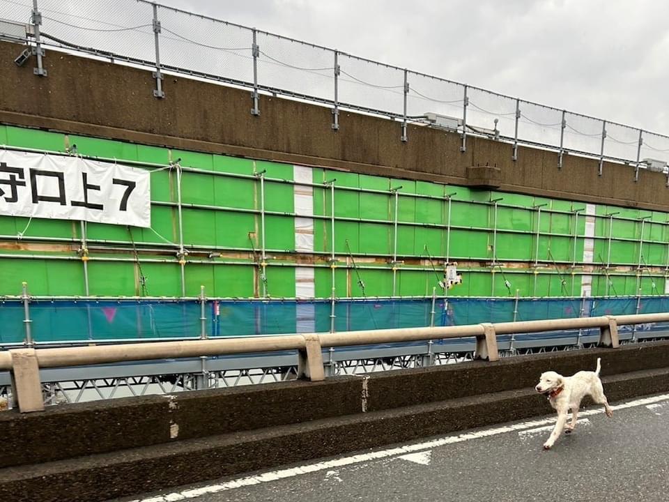 目撃された犬 目撃された犬
