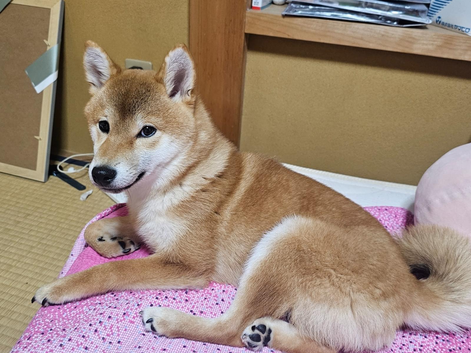 くうちゃん くうちゃん