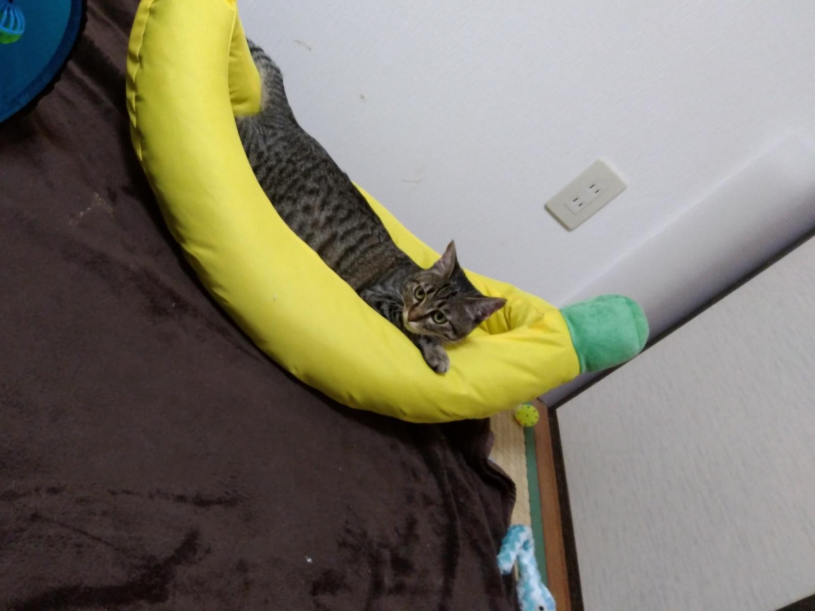 グリちゃん グリちゃん